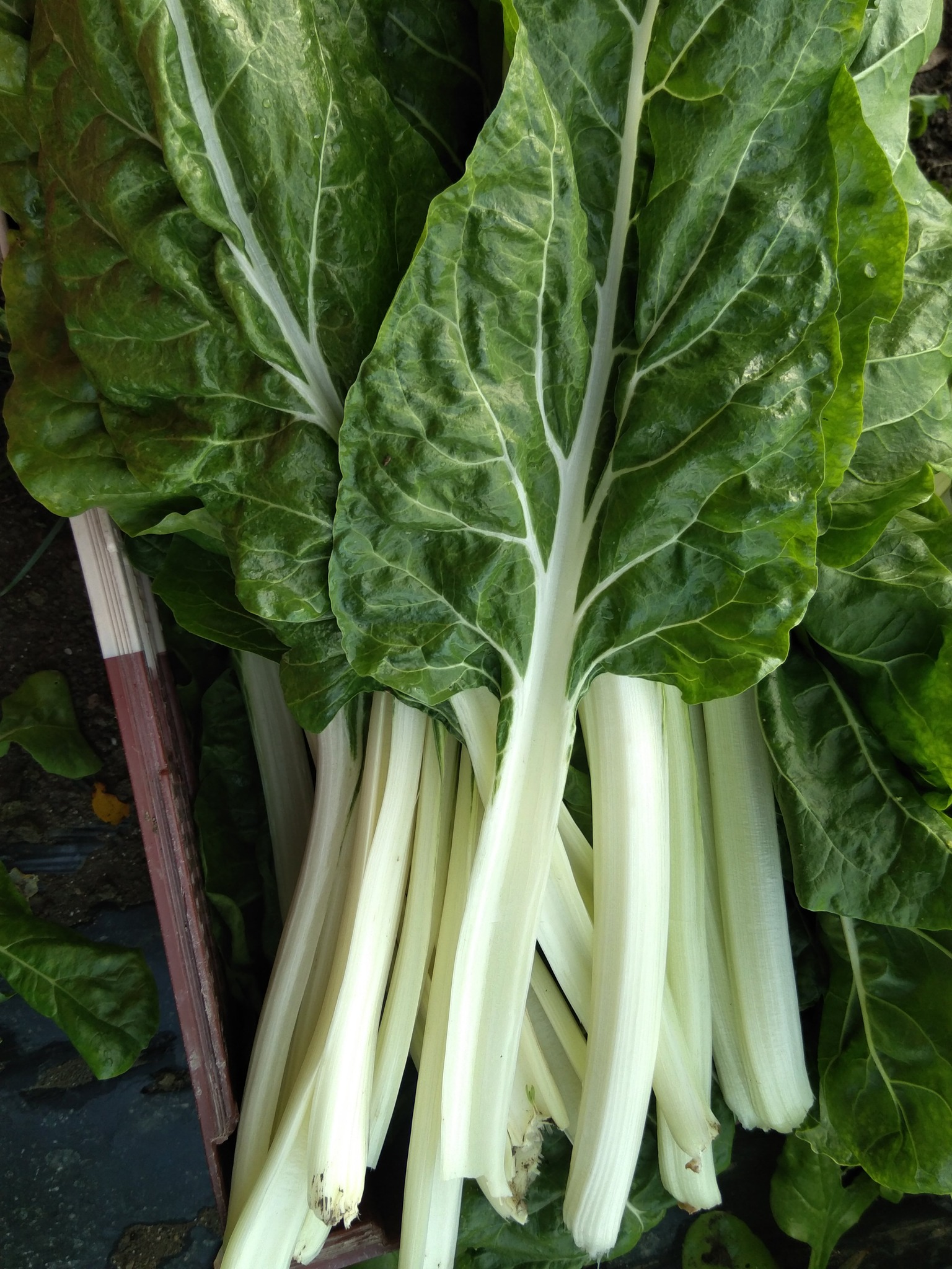 Légumes de saison 3